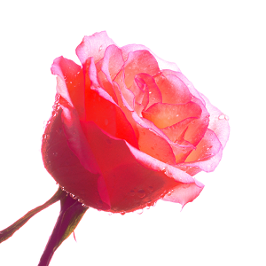 Fest der Liebe vom 14. – 16. Juni 2019